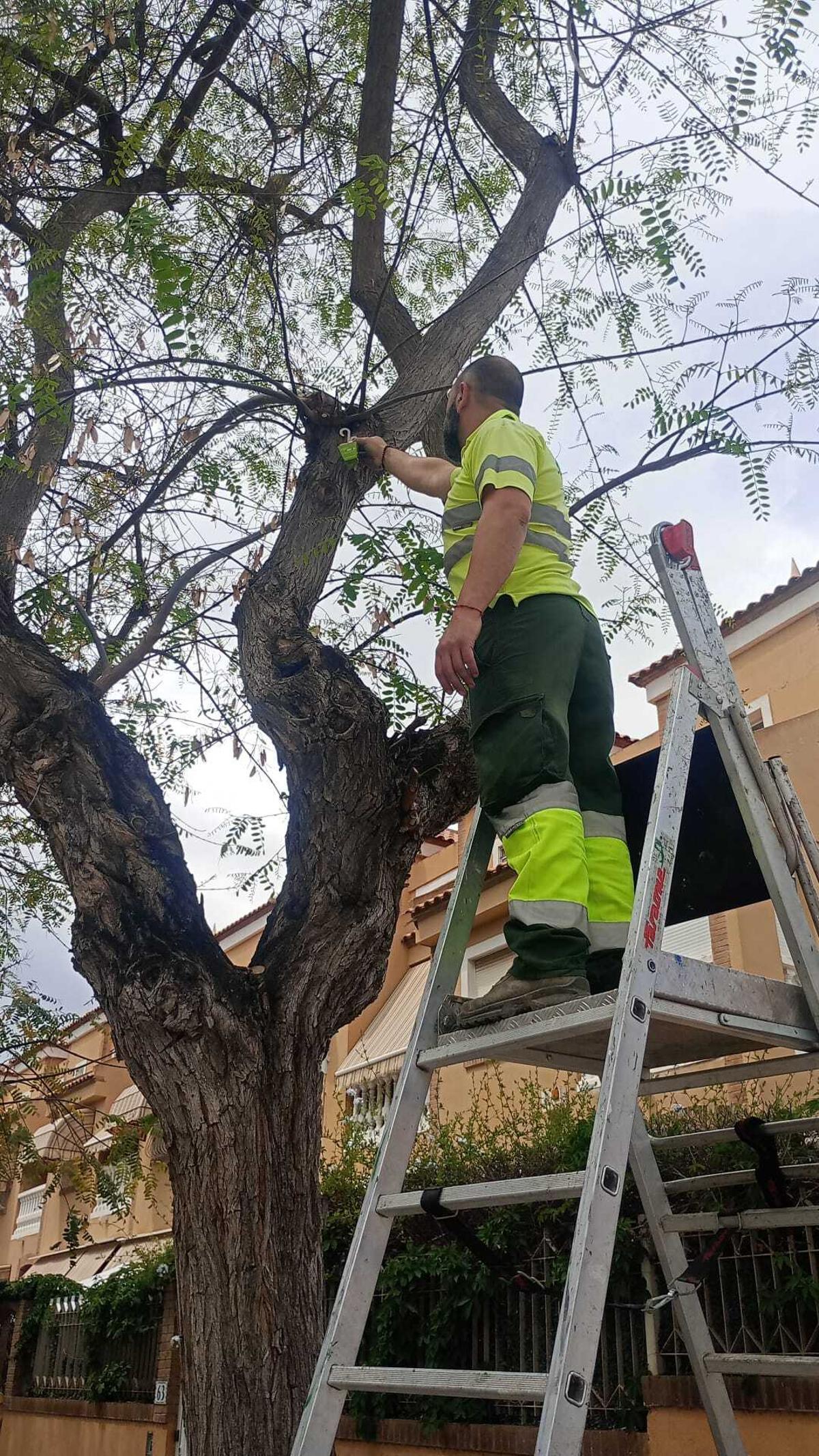 Colocación de cajitas en un árbol de Sant Joan