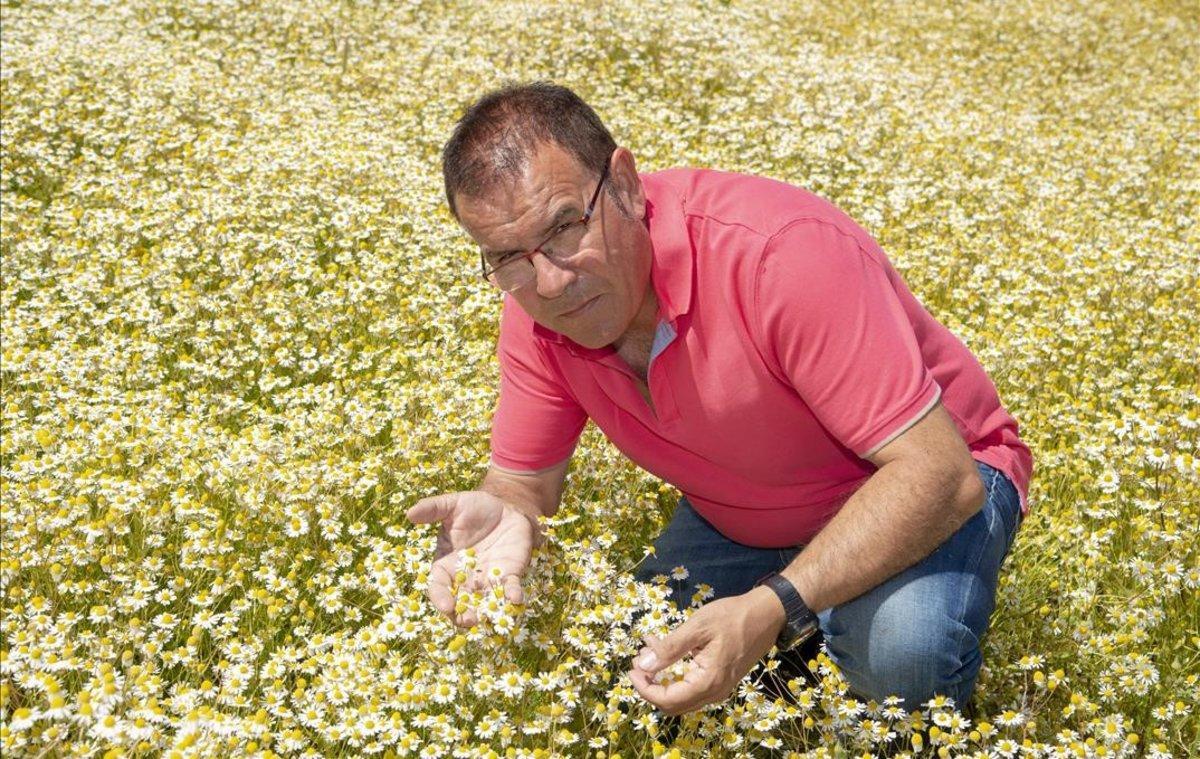 Mingo Sarradell, entre flores de manzanilla en el entorno de Linyola, en el Pla d’ Urgell.