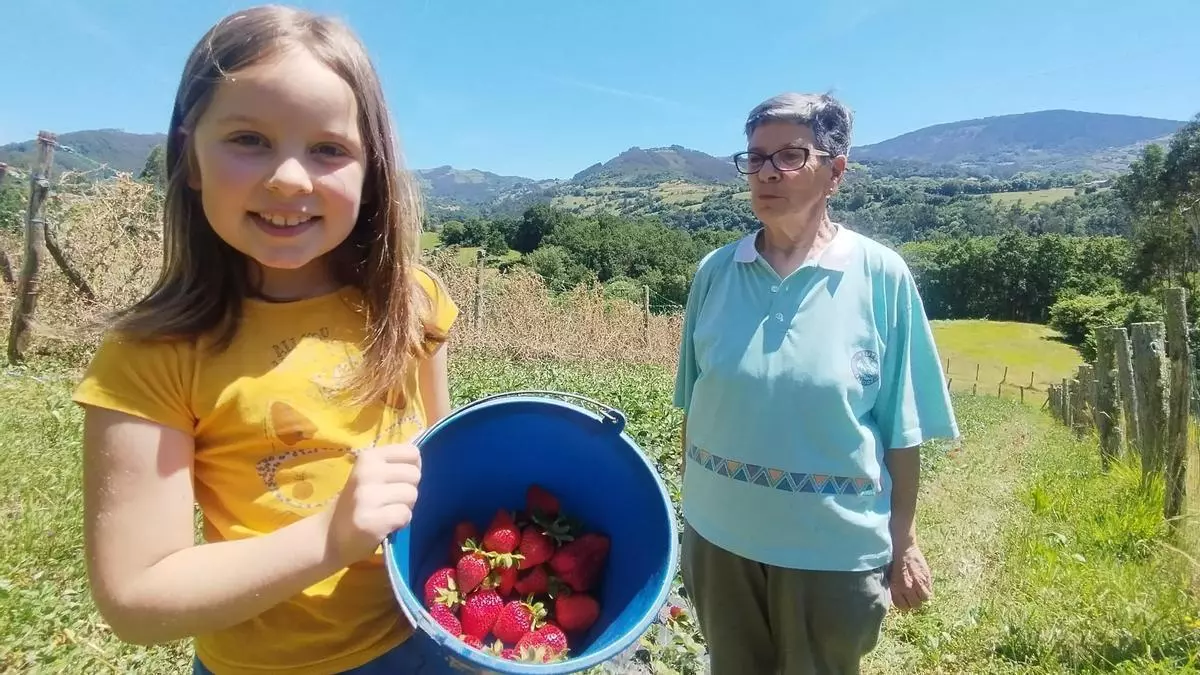 Fresas grandes y exquisitas para el Festival de Candamo: "Este año hay menos fruto, pero de gran calidad"