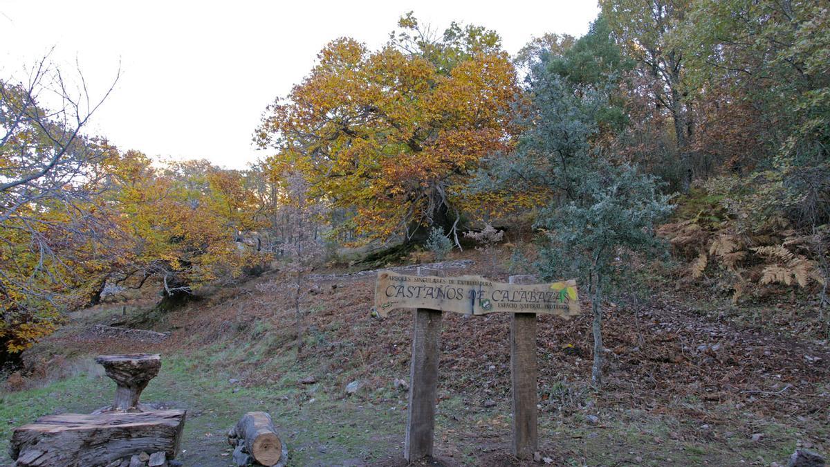 Ruta de Castaños de Calabazas.