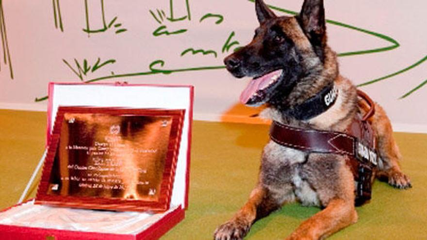 Elton, con un premio del Colegio de Veterinarios de Madrid.