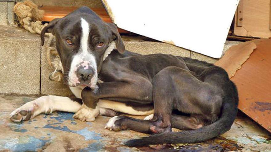 El perro desnutrido y deshidratado rescatado por la Policía en un patio de un domicilio de Palma en 2013.