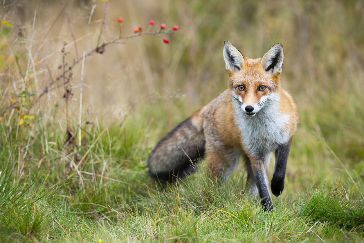 Zorro rojo acercándose a la pradera en la naturaleza otoñal