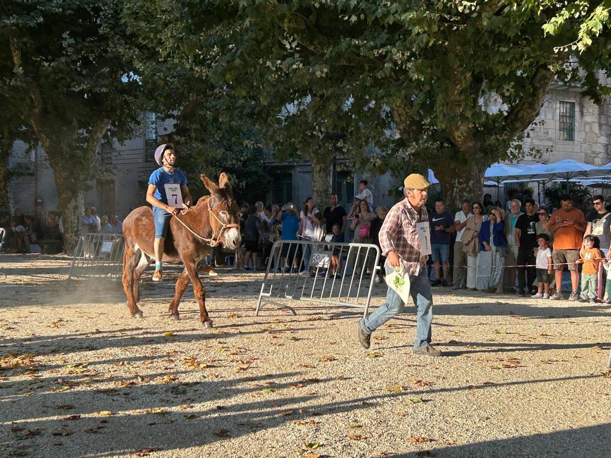 O Gran Derbi Asnal regresa a Padrón en clave de homenaxe aos burros fariñeiros