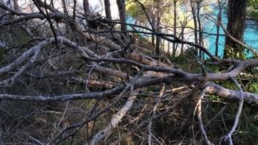 Sepultan con pinos talados la senda de una «pesquera» del Cap Negre de Xàbia