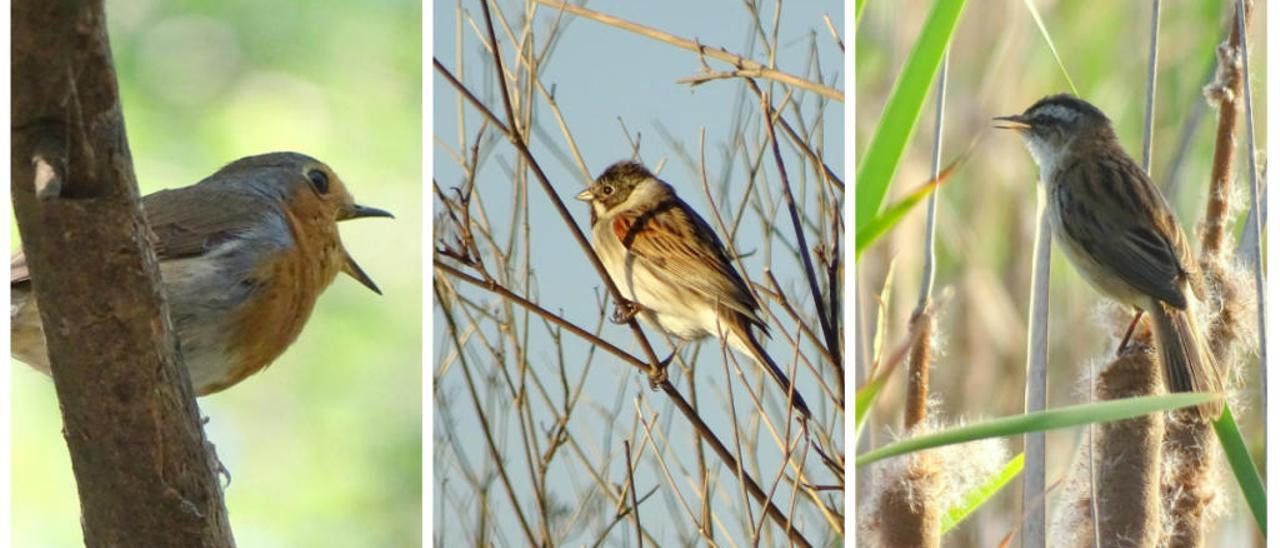 Sonidos del marjal al descubierto