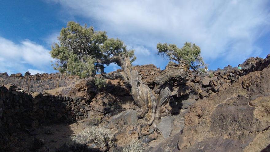 El ejemplar de cedro en el Teide denominado el &#039;Patriarca&#039;.