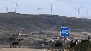 Parque eólico en la zona tabaresa.