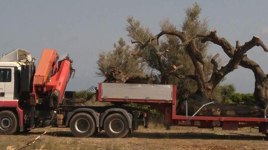 Compromís propone al Gobierno regular a nivel estatal la protección del patrimonio arbóreo para evitar el espolio de olivos