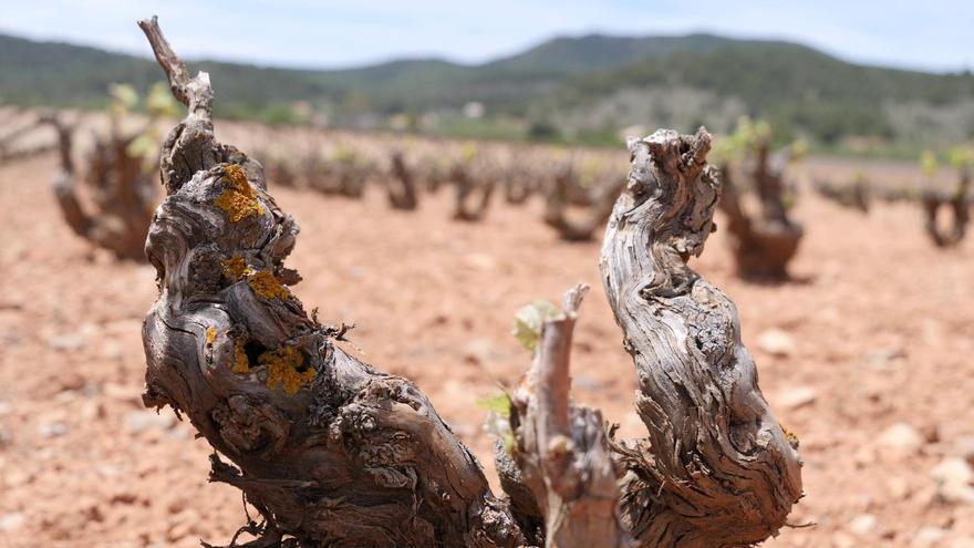 Fecoam exige que los nuevos fondos europeos alcancen a los agricultores de la Región de Murcia afectados por la grave sequía