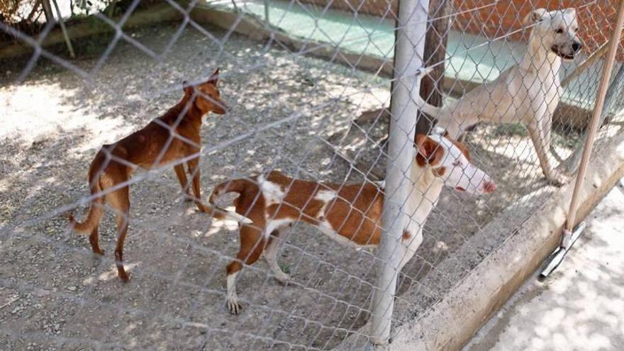 Las obras de la nueva protectora de Animales concluirán a mitad de febrero