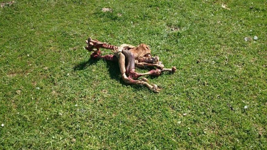 Los buitres solo dejaron los huesos del ternero recién nacido en Villárdiga.