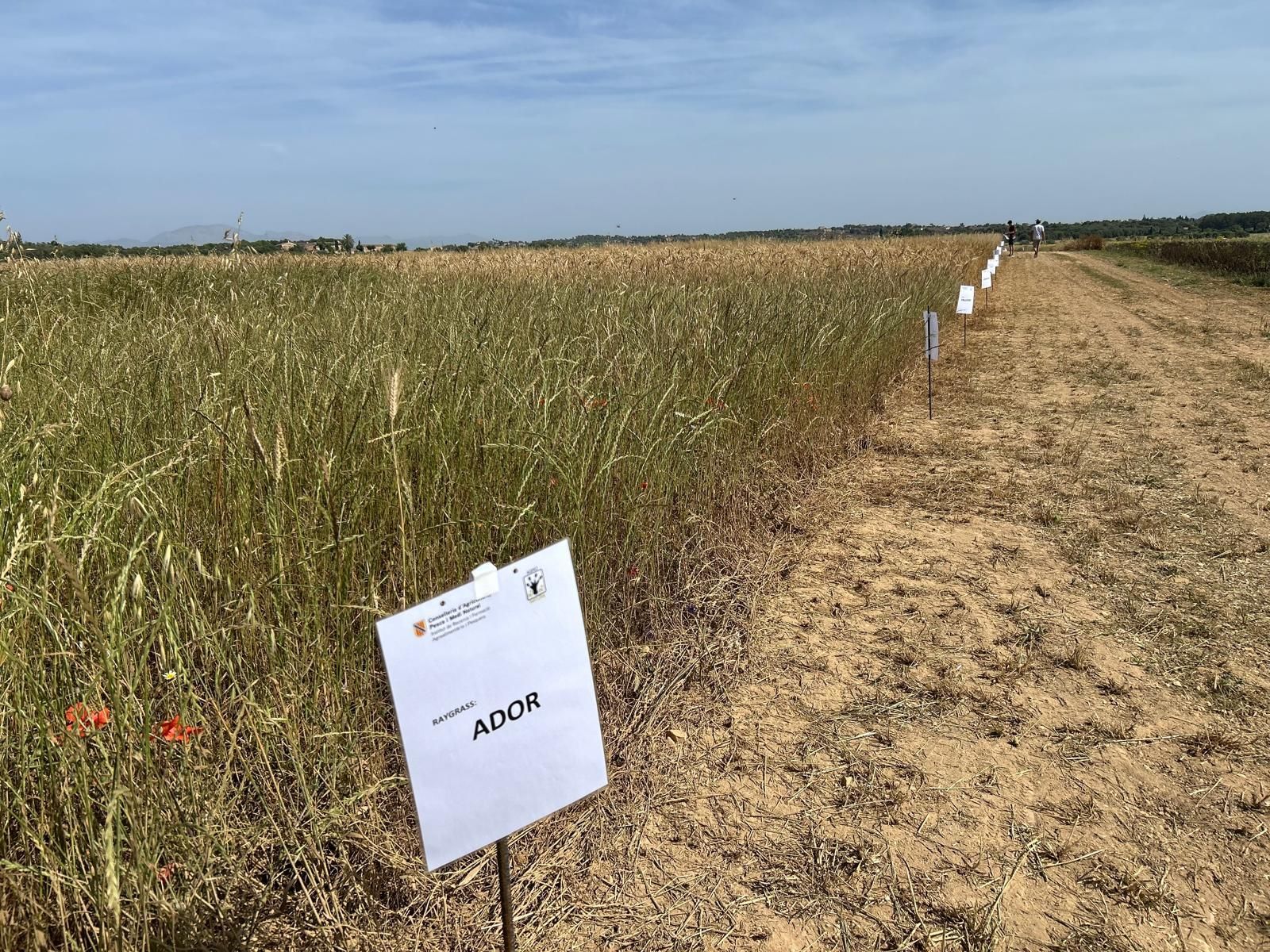 Agricultura | La jornada en el campo experimental de cereales en Maria de la Salut, en imágenes