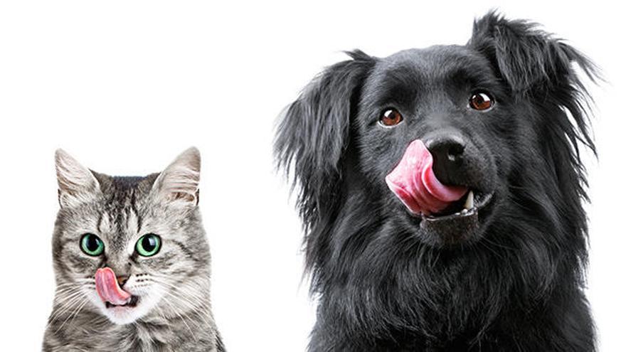 La dieta de los perros y gatos se debe parecer lo máximo posible a su dieta evolutiva.