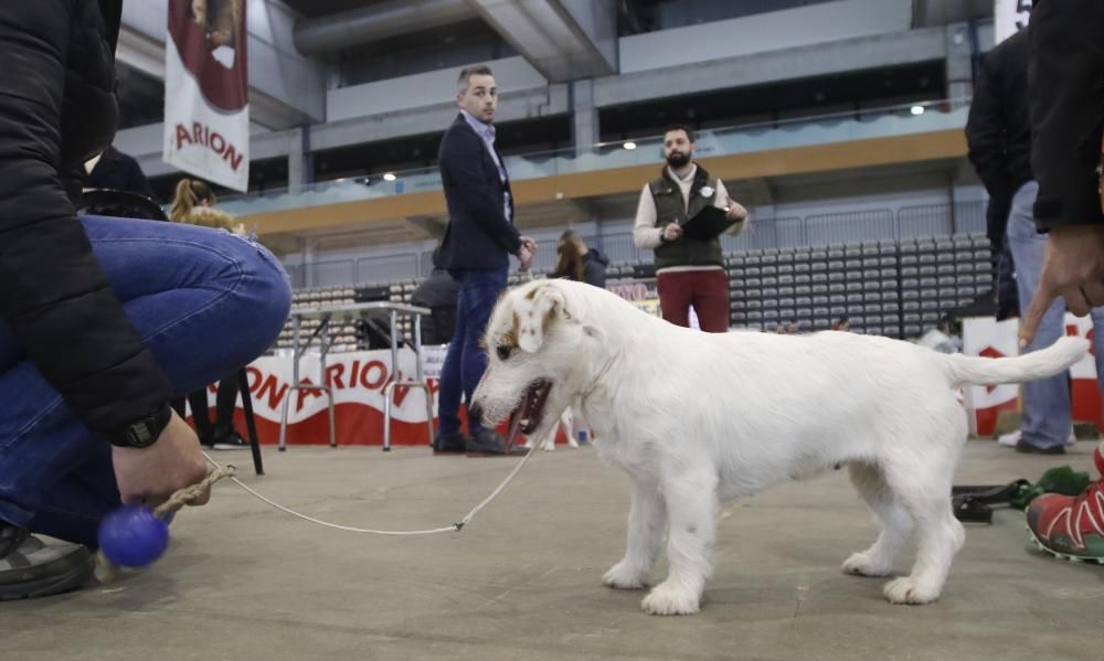 Los perros toman el Ifevi