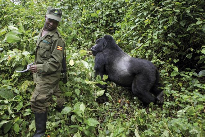Los últimos refugios de los gorilas de montaña