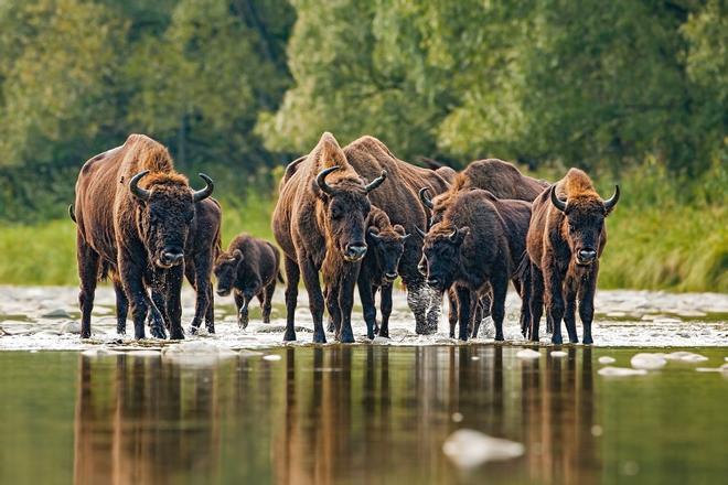 Bison bonasus