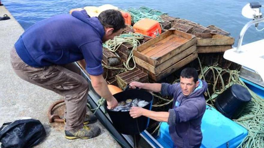 Descarga de pulpo en un puerto de la comunidad. / gonzalo núñez