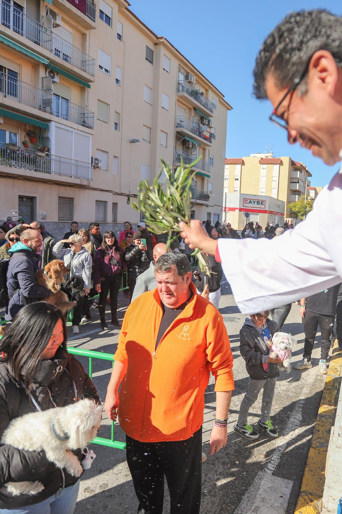 Romería y Bendición de animales en San Antón de Elche