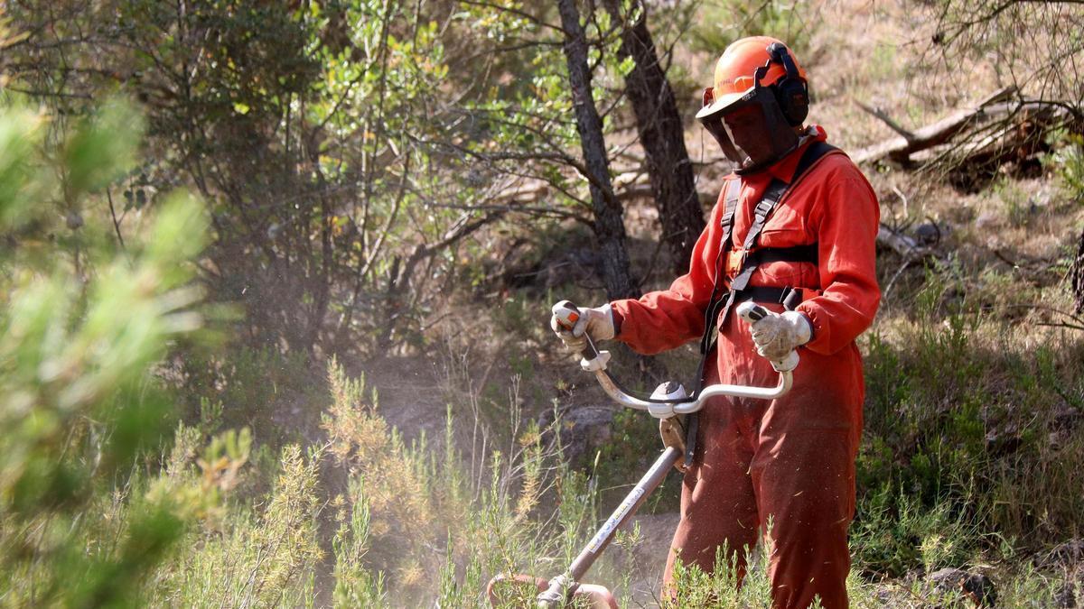 Un operari en tasques de desbrossament al bosc
