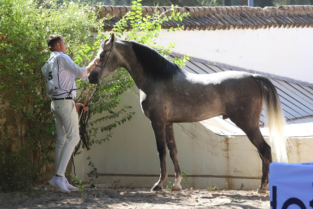 Campeonato de caballos árabes en Córdoba