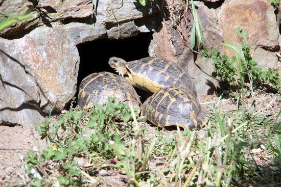 Un exemplar de tortuga mediterrània a les instal·lacions del Centre de Reproducció de Tortugues de l'Albera