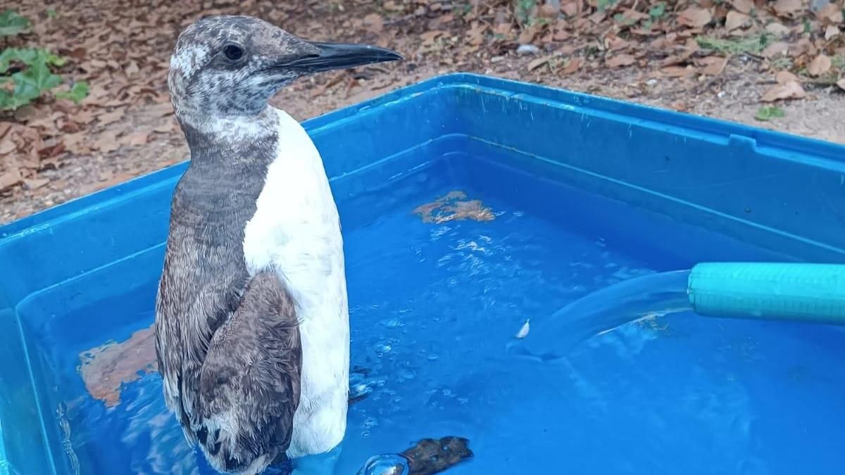 El ejemplar de arao común se refresca en el complejo del Molina Inca de Torremolinos.