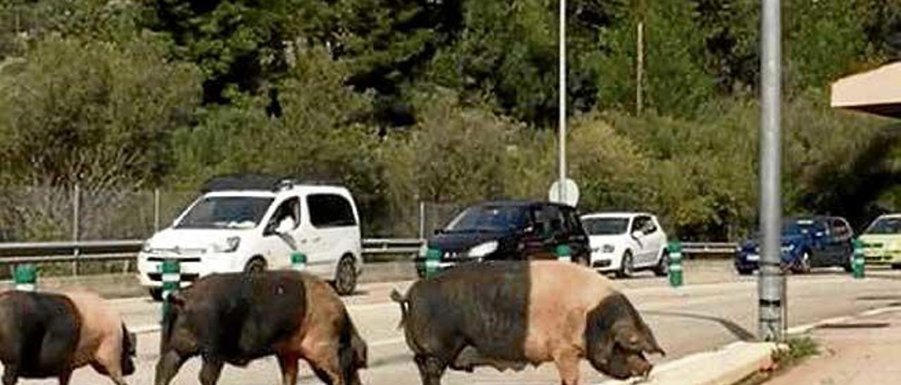 Los hermosos cerdos pastan tranquilos junto al túnel.