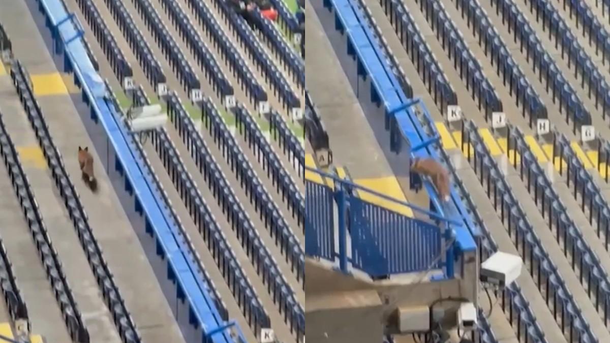 Un zorro se cuela en Stamford Bridge.