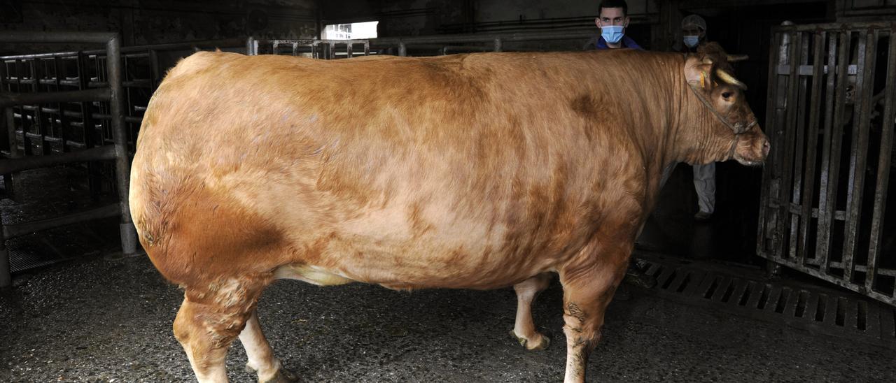 La vaca, a su llegada a Frigoríficos Bandeira, el pasado día 11.