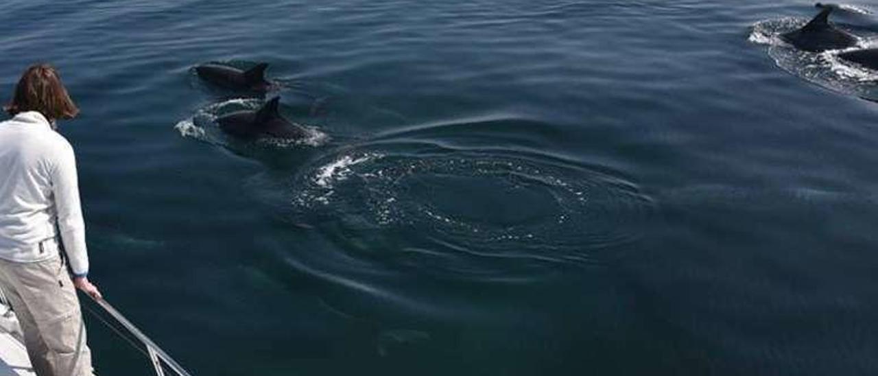 Seguimiento de delfines en Arousa a cargo de BDRI. // BDRI