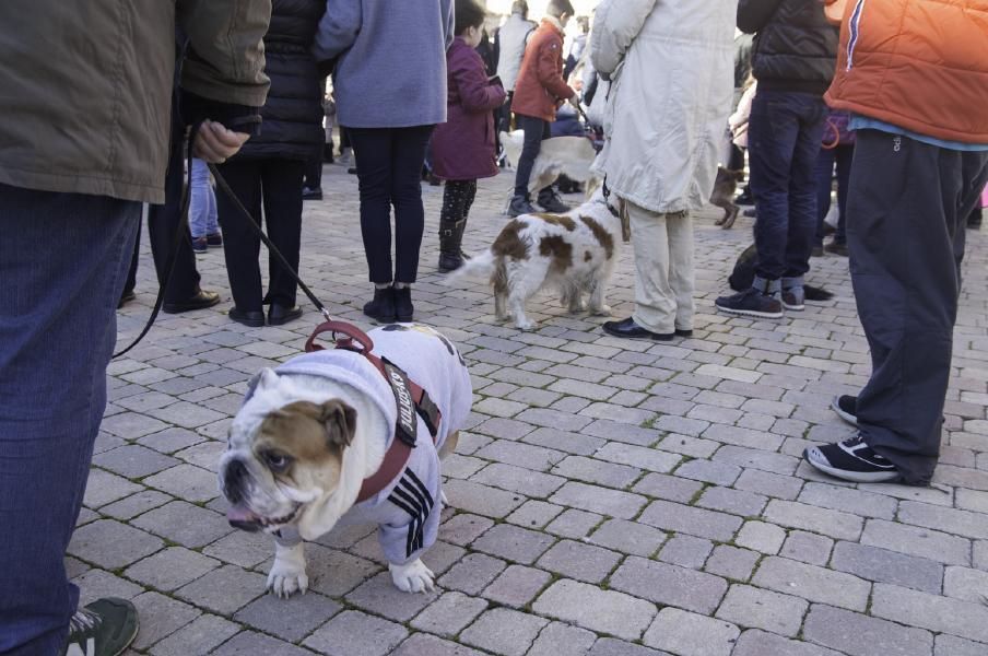 San Antón bendice a los animales en Benavente.