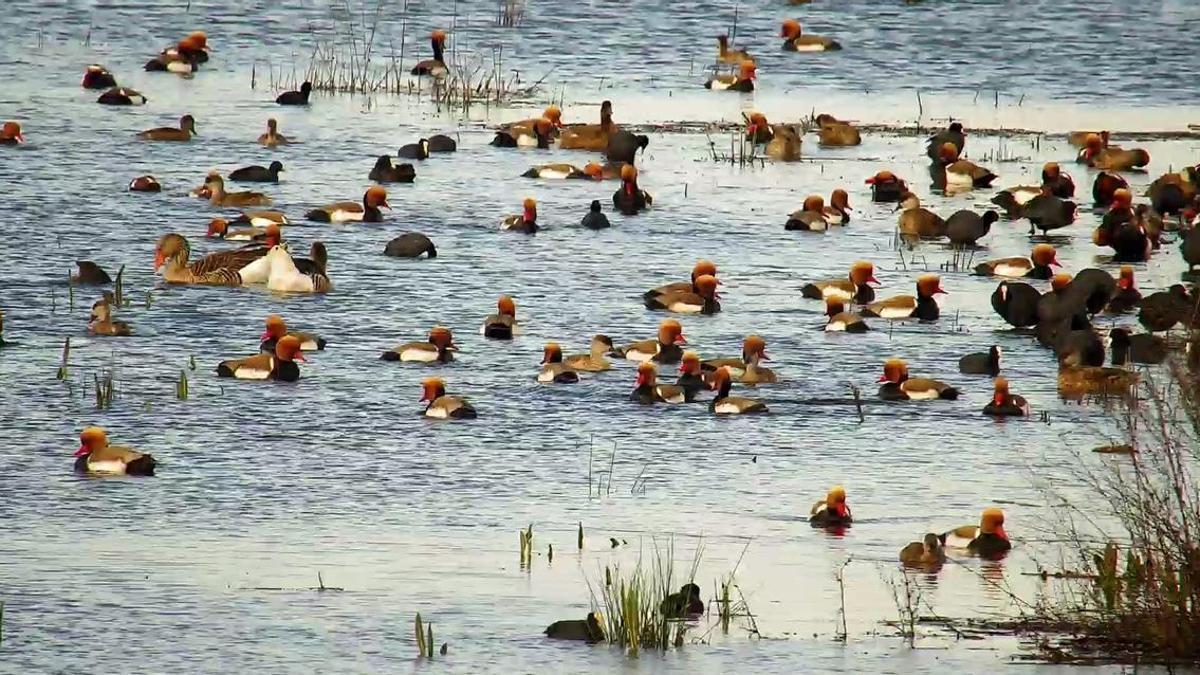 RECUPERACIÓN HUMEDAL | Las Tablas de Daimiel resucitan: explosión de avifauna gracias a las últimas lluvias