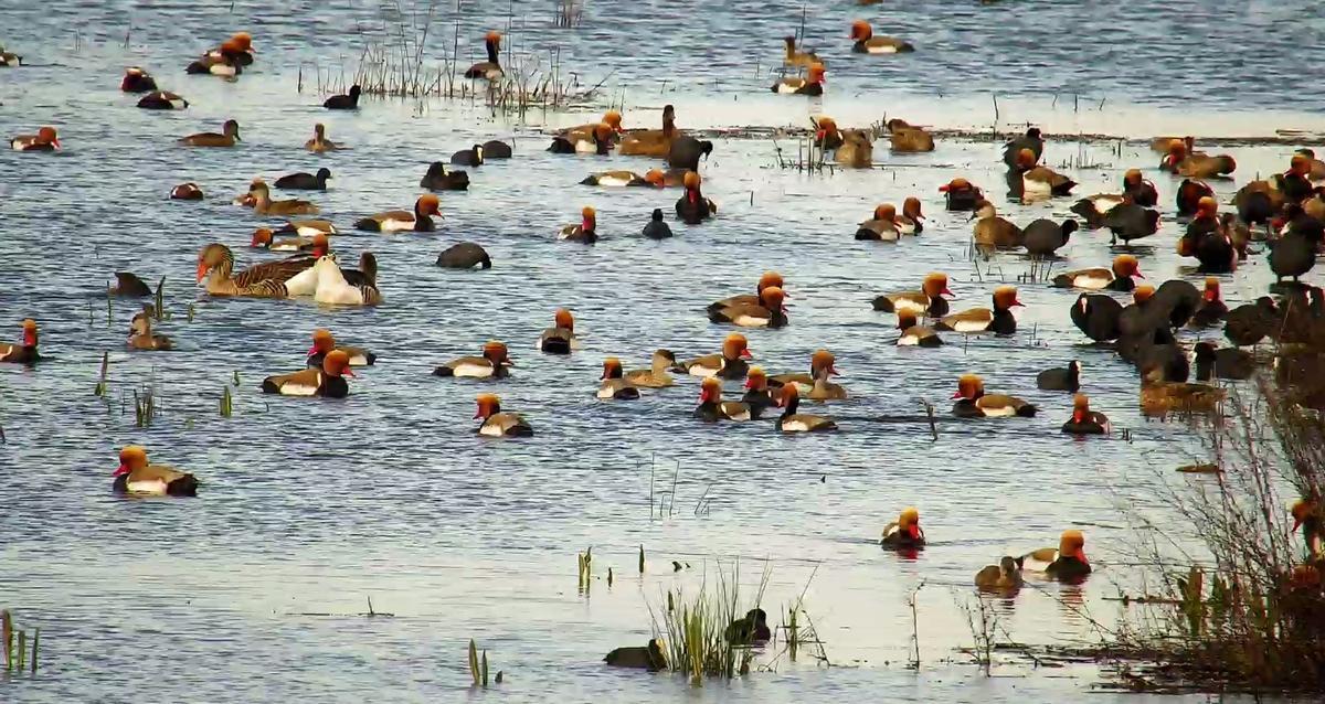 Proliferación de anátidas en las Tablas de Daimiel, en Ciudad Real
