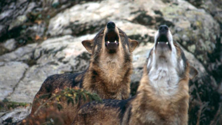 Una investigación asturiana permite detectar cachorros oyendo los aullidos de los lobos