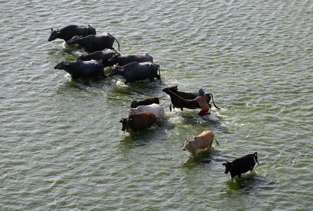 A man herds his cattle in the waters of the ...