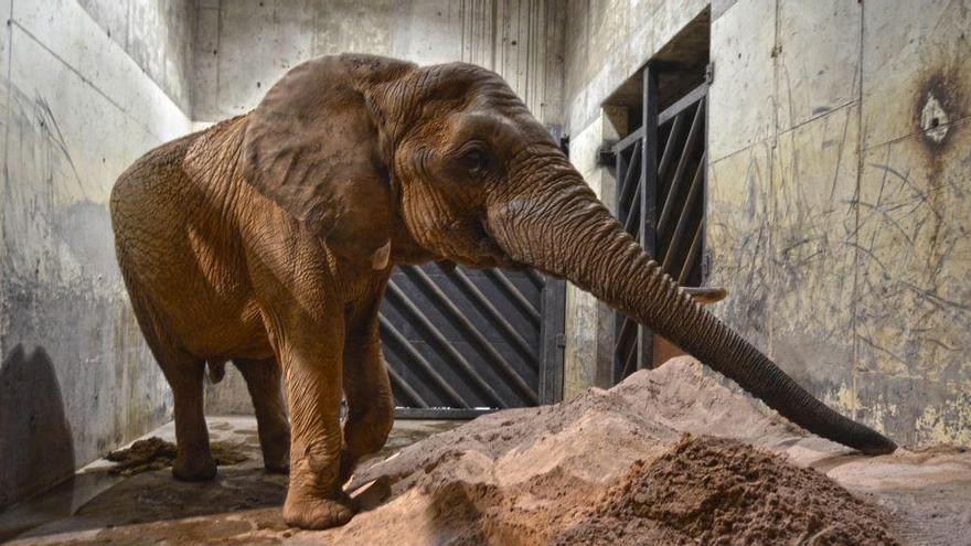 Bioparc ofrece caldos calientes a los animales ante la llegada del frío