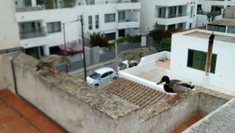 Una anátida en la azotea de una vivienda de Ibiza