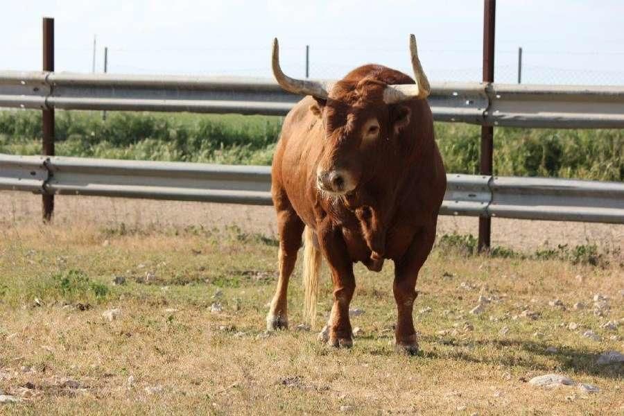 Toro Enmaromado 2017: Razonador