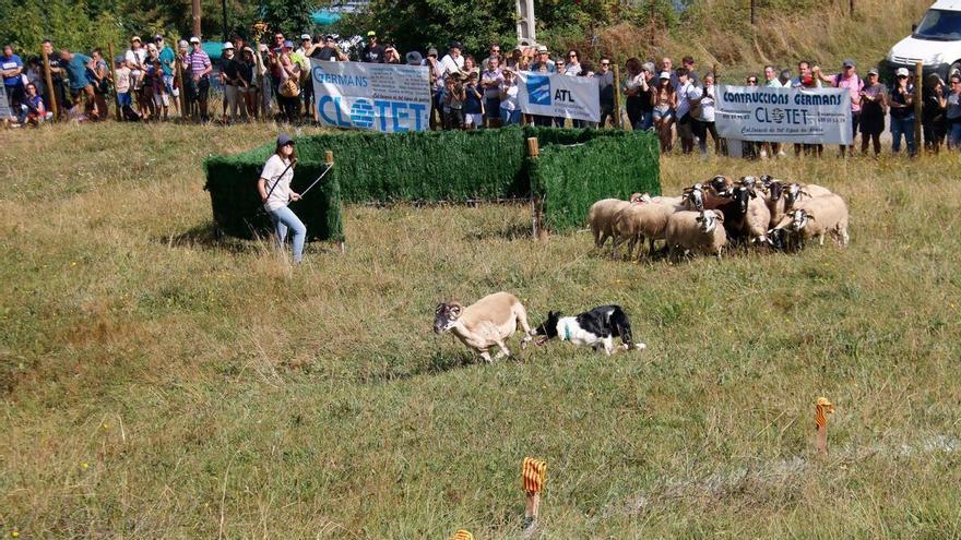 Deu pastors competiran en el Concurs de Gossos d'Atura de Castellar de n'Hug