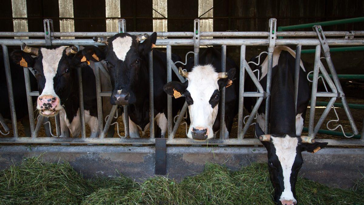 Vacas en una granja industrial