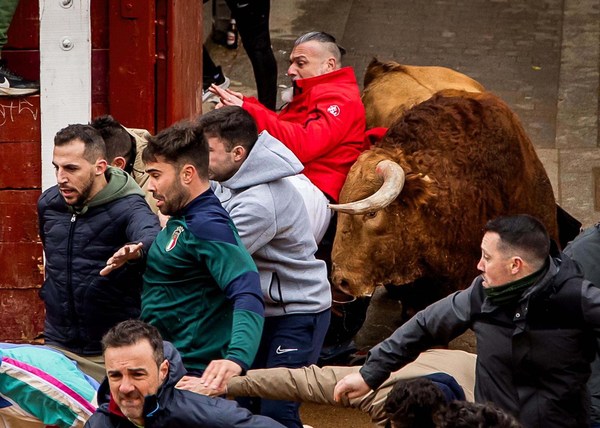 GALERÍA: Las mejores imágenes del primer encierro del Carnaval del Toro de Ciudad Rodrigo