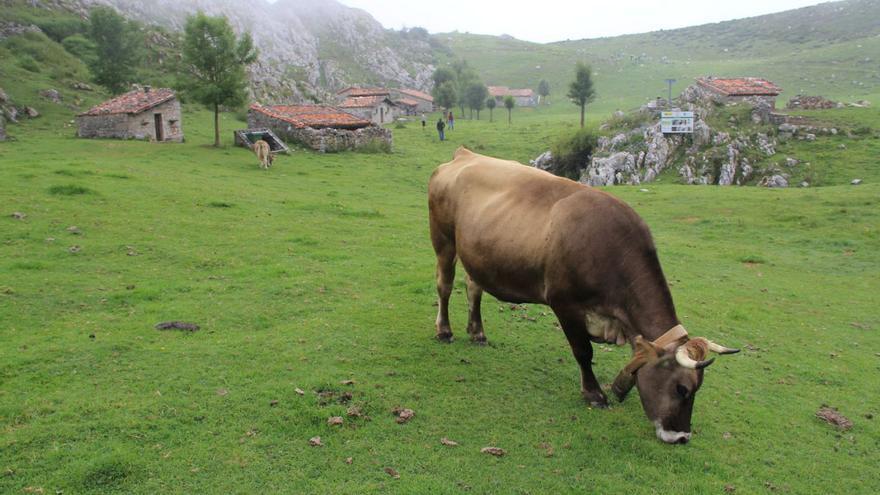 La majada de Belbín, en el parque nacional de los Picos de Europa. | Ramón Díaz