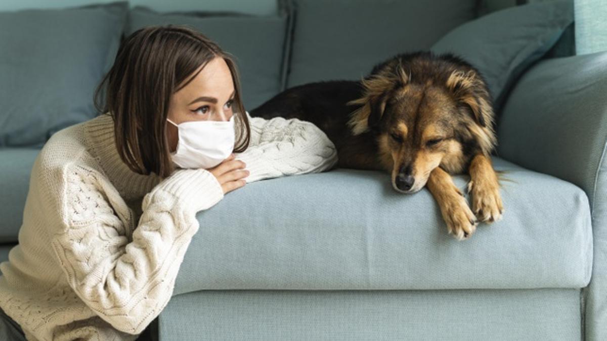 Los perros necesitan una cantidad muy baja de sustancias volátiles de bajo porcentaje para poder detectar el virus.