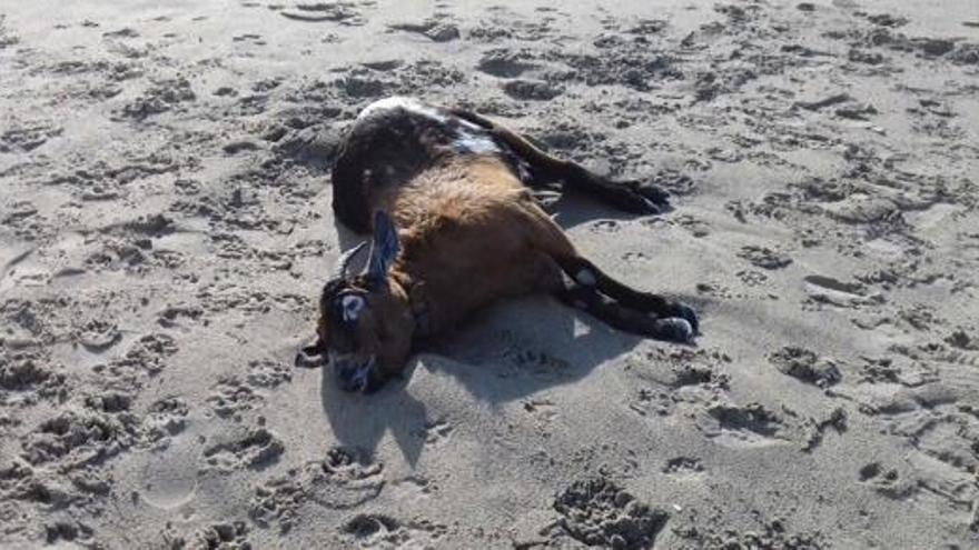 Encuentran una cabra muerta en la playa de Salinas