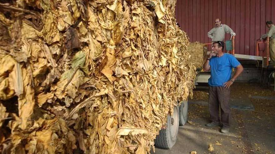 Negocian con Cetarsa mantener la contratación de tabaco Burley producido en Cáceres
