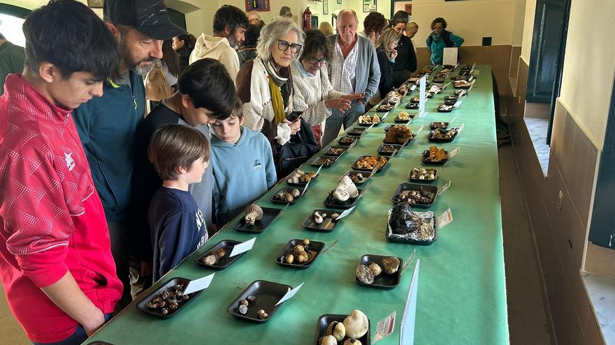 VÍDEO: Así fueron las jornadas micológicas en Pañeda