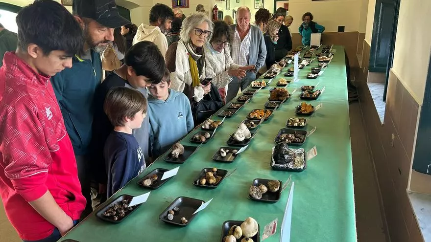 VÍDEO: Así fueron las jornadas micológicas en Pañeda