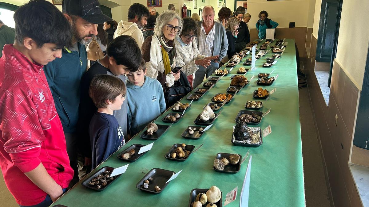 VÍDEO: Así fueron las jornadas micológicas en Pañeda
