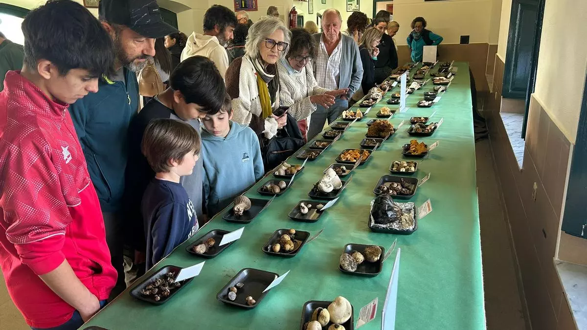 Ni la lluvia ni el viento pueden con las setas de Pañeda: unas 280 variedades (algunas tóxicas y otras originarias de Australia) se exponen en la popular muestra micológica